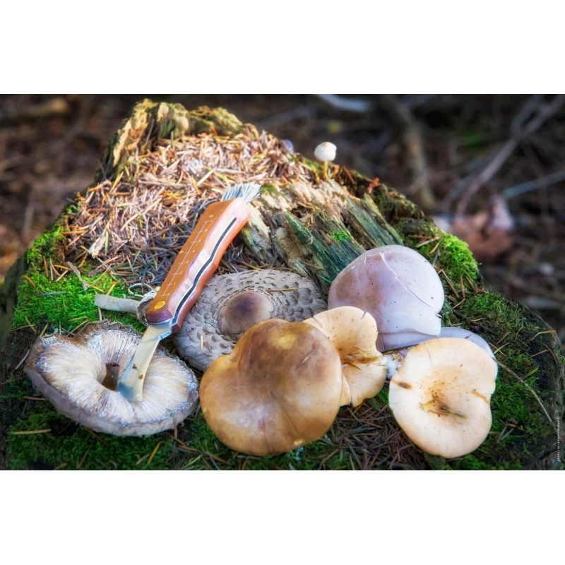 CAO Couteau à Champignons 2 CAO Couteau à Champignons – Image 2